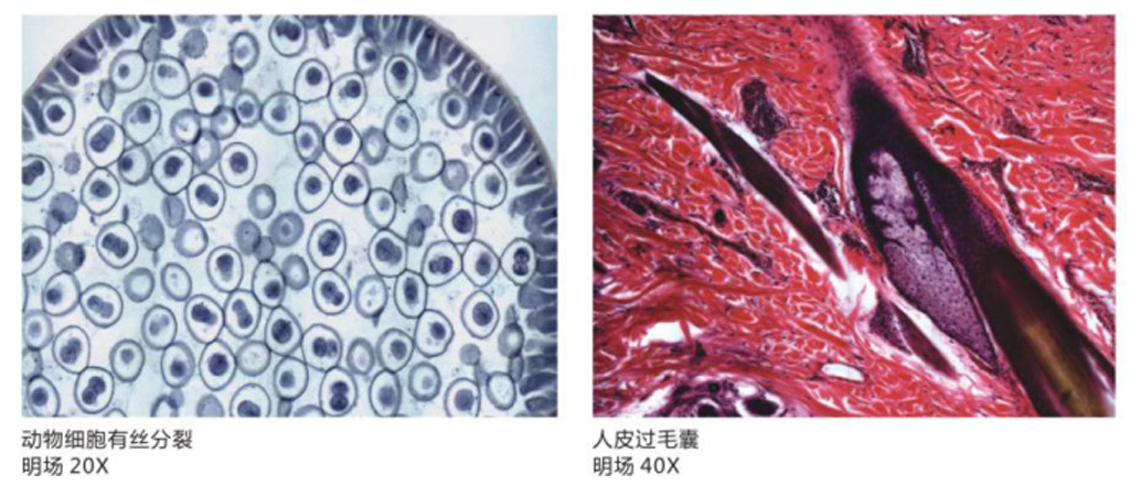 1542091724743941.png 成像圖.png